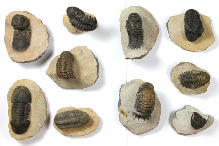 Lot: Assorted Devonian Trilobites - Pieces #119920